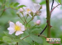 【种子】野蔷薇种子播种方法和种植栽培技术