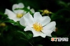 【种植】野蔷薇的种植技术：野蔷薇的常见病虫害及其防治方法介绍