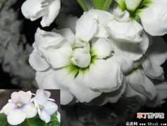 【紫罗兰】白色紫罗兰花的花语