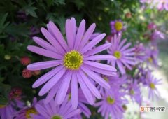 【雏菊】紫色雏菊的花语是什么，高贵优雅与纯洁