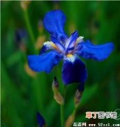 【花语】紫蓝色鸢尾的花语