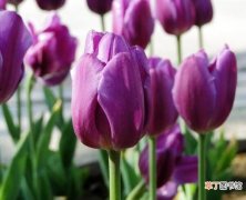 【郁金香】紫色郁金香的花语是什么，此生不悔和无尽的爱