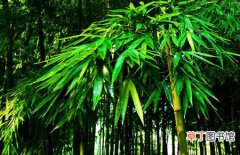 【百科】植物百科：竹子是树还是草？