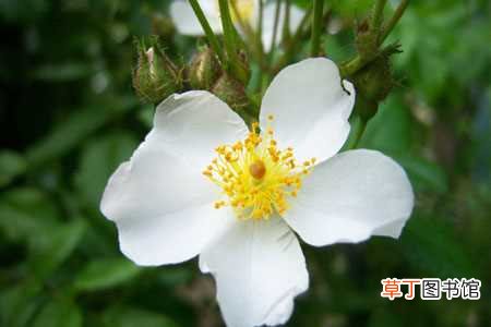 【方法】光叶蔷薇怎么繁殖？光叶蔷薇的繁殖方法介绍
