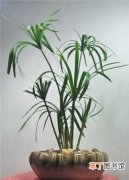 【水竹】植物水竹怎么繁殖？水竹的繁殖方法介绍