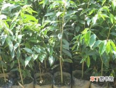 【香】沉香树的种植时间和栽培技术