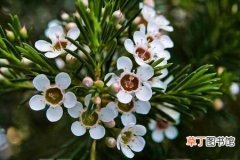 【生长】杰拉尔顿腊花的生长习性和生态环境