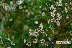 【种植】杰拉尔顿腊花的种植技术：杰拉尔顿腊花的病害防治方法