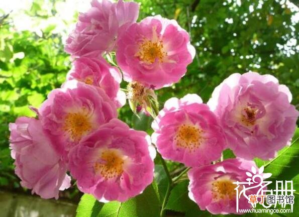 蔷薇代表爱的思念 【花语】什么花的花语是想念你 代表想念的花