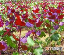 【栽培】中华红叶杨的种植栽培技术——扦插繁殖方法