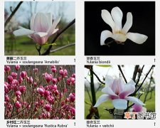 【品种】玉兰花品种图片——望春玉兰、二乔玉兰、维奇玉兰