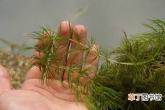 【金鱼藻】金鱼藻的生态习性和生长环境要求