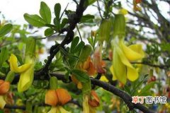 【生长】荆豆的生长环境要求和生态习性介绍