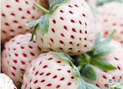 【草莓】白色草莓，300块一斤