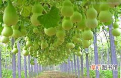 【栽培】葫芦的种植栽培技术和养护管理要点