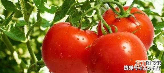 买西红柿时，看到这3种扭头就走，再便宜也不要买，很多人都不知