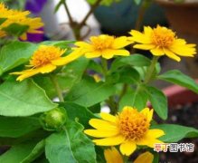 【花卉】花卉植物皇帝菊的生态习性和对生长环境的要求