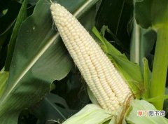 【营养】糯玉米的营养价值 糯玉米的功效