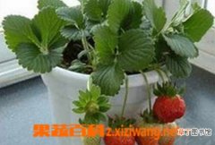 【草莓】如保在阳台种草莓 阳台种植草莓怎样施肥