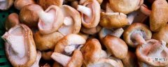 【香菇】一亩大棚的香菇种植利润为2000～4500元