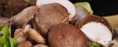 【香菇】菇的种类：香菇 金针菇