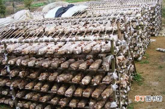 【香菇】五万元能种22500～40000斤香菇
