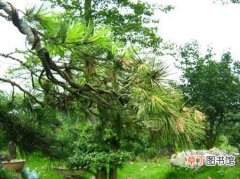 【生长习性】赤松的生长习性及园林用途介绍