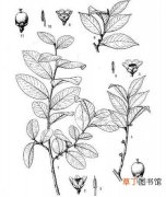 【茶】山茶科植物钝叶柃简介