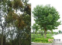【树】梧桐树的种植方法和栽培技术