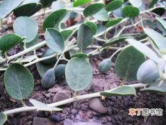 【西瓜】治疗风湿病的神奇中药——新疆野西瓜