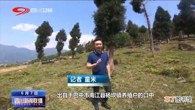 四川新闻联播丨巴中南江：羊花两相宜 特色产业发展有诀窍