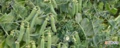【种植方法】豌豆的种植方法和时间：种植时间 选择品种