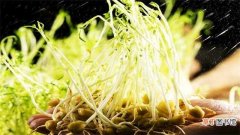 【种植】豌豆苗怎么种：春秋种植 选种浸水