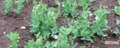 【播种】豌豆苗怎么种：播种时间 土壤配制