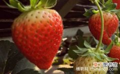 【方法】草莓根变黑的解决方法