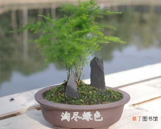 【植物】世界叶子最小的植物--文竹介绍 文竹