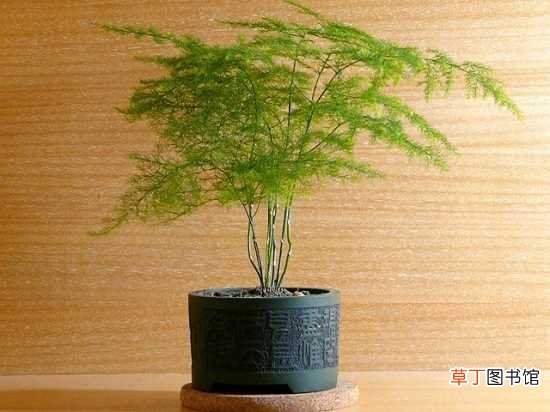 【植物】世界叶子最小的植物--文竹介绍 文竹