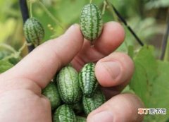 【食用】世界最小的西瓜--佩普基诺 佩普基诺-食用