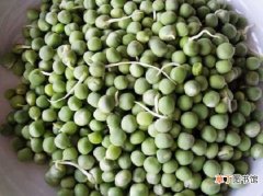 【吃】豌豆发芽能吃吗 豌豆的药用价值