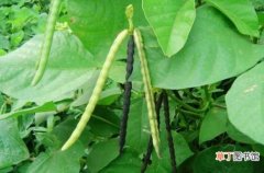 【方法】种植绿豆的方法 相关注意事项