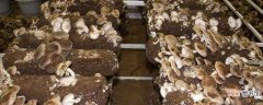 【栽培】平菇的种植与栽培技术：菇房建造 种植消毒