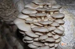 5000元～5万元 【蘑菇】1亩平菇大棚1年的效益，养蘑菇一年能赚多少钱：1亩平菇