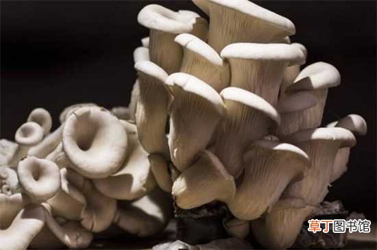 【种植】大棚平菇一年种几茬，可以种4茬/根据人工环境来调控：大棚平菇一年可以种4茬 大棚中平菇的种植技术