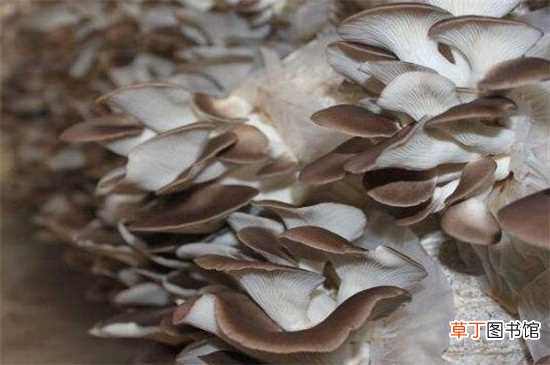 【种植】大棚平菇一年种几茬，可以种4茬/根据人工环境来调控：大棚平菇一年可以种4茬 大棚中平菇的种植技术