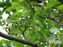 【种植】豆梨的种植方法和栽培技术简介