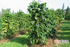 【生长】咖啡树的生态习性和对生长环境的要求
