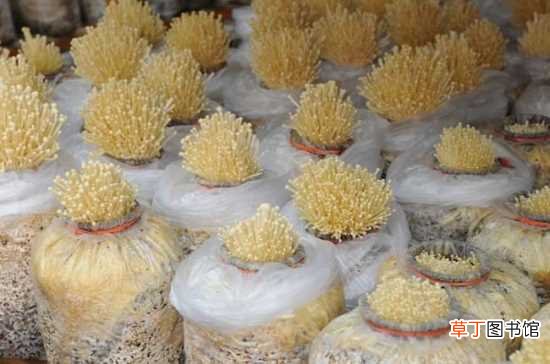 【生长】金针菇的生长条件 栽培的主要设备