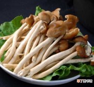 【技巧】茶树菇的做法 茶树菇选购技巧