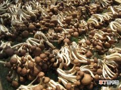 【营养】茶树菇的营养价值 茶树菇的效能