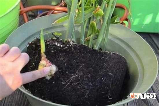 【方法】姜怎么种盆栽，六步方法成功种植：春季种植 准备盆土